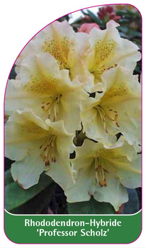 Rhododendron-Hybride 'Professor Scholz'