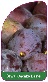 Śliwa 'Cacaks Beste'