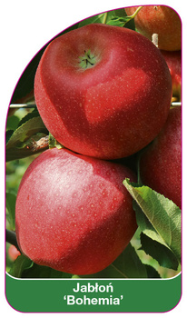 Jablon 'Bohemia'