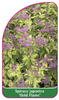 Spiraea japonica 'Gold Flame'