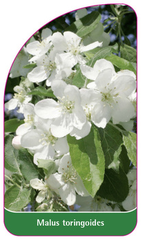 Malus toringoides