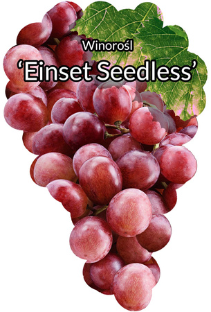 Einset Vine fără semințe