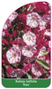 Kalmia latifolia 'Ewa'