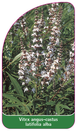 Vitex angus-castus latifolia alba