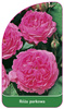 Park rose No.403