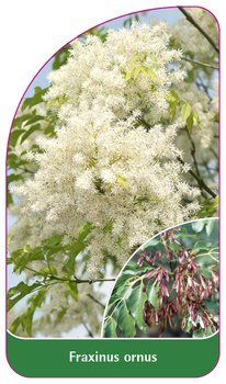 Fraxinus ornus