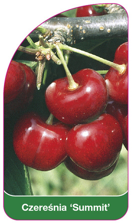 Cireș dulce 'Summit'