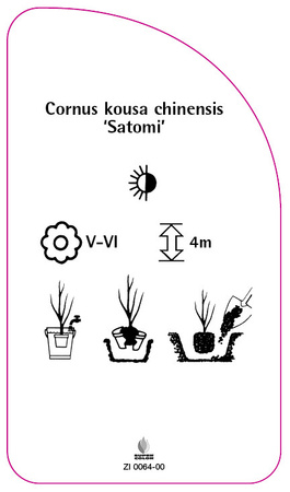 Cornus kousa chinensis 'Satomi'