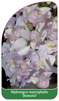 Hydrangea macrophylla 'Domotoi'