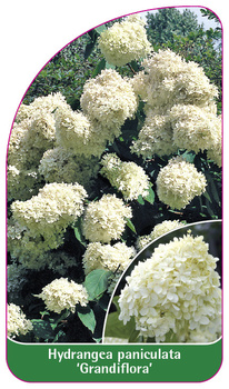 Hydrangea paniculata 'Grandiflora'