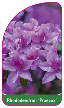 Rhododendron dauricum 'Praecox'