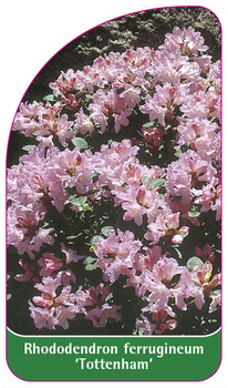 Rhododendron ferrugineum 'Tottenham'