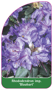Rhododendron impeditum 'Blaubart'