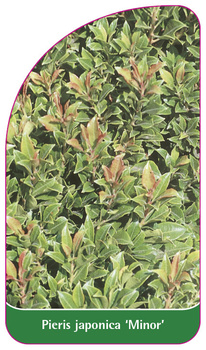 Pieris japonica 'Minor'