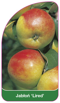 Jabłoń 'Lired'