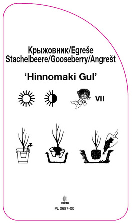 Agrest 'Hinnomaki Gul'