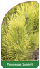 Pinus mugo 'Zundert'
