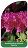 Rhododendron-Hybride 'Renata'
