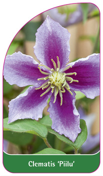 Clematis 'Piilu'