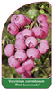 Vaccinium corymbosum 'Pink Lemonade'