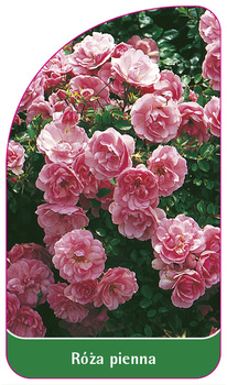Róza pienna Nr. 35