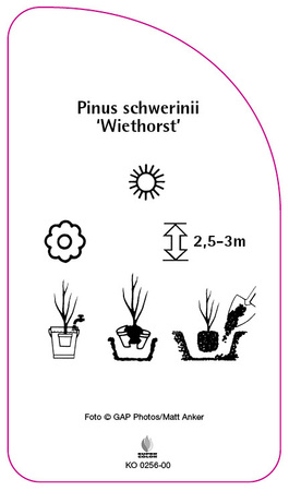 Pinus schwerinii 'Wiethorst'