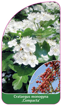 Cratageus monogyna ,Compacta'