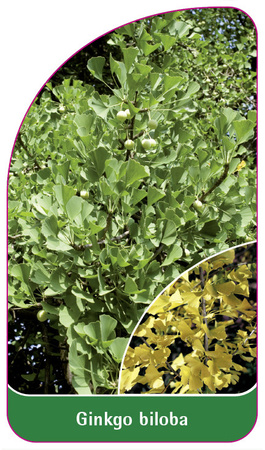 Ginkgo biloba