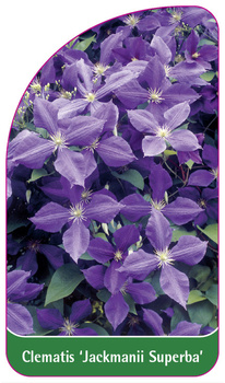 Clematis 'Jackmanii Superba'