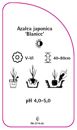 Azalea japonica 'Blanice'