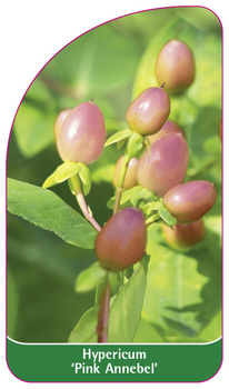 Hypericum 'Pink Annebel'