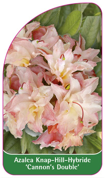 Azalea Knap-Hill-Hybride 'Cannon's Double'