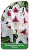Rhododendron-Hybride 'Nishan'