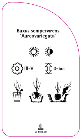 Buxus sempervirens 'Aureovariegata'