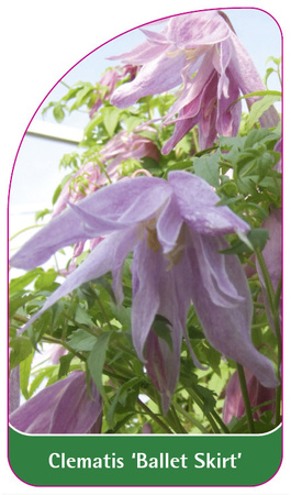 Clematis 'Ballet Skirt'