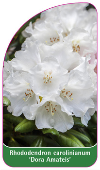 Rhododendron carolinianum 'Dora Ameteis'