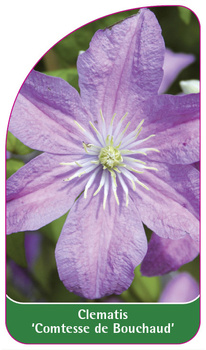 Clematis 'Comtesse de Bouchaud'