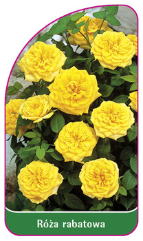 Sleva růže č. 104 B