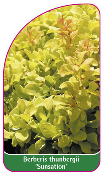 Berberis thunbergii 'Sunsation'