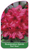 Rhododendron-Hybride 'Karl Naue'