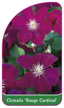 Clematis 'Rouge Cardinal'