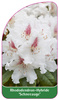 Rhododendron-Hybride 'Schneeauge'