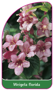 Weigela florida