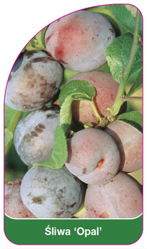 Śliwa 'Opal'