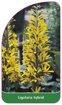 Lingularia hybrid