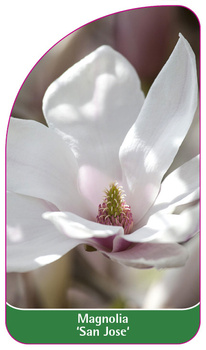Magnolia 'San Jose'