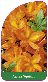 Azalea 'Apricot'