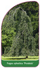 Fagus sylvatica 'Pendula'