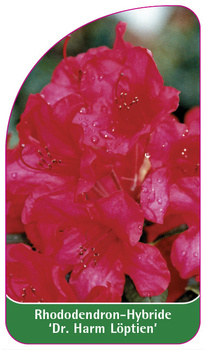 Rhododendron-Hybride 'Dr. Harm Löptien'