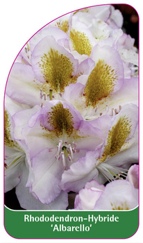 Rhododendron-Hybride 'Albarello'